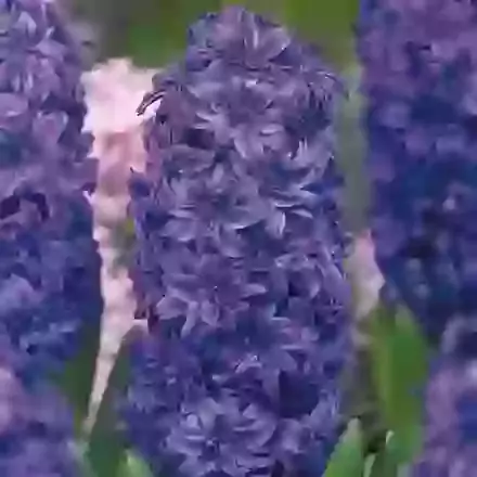Double Hyacinths